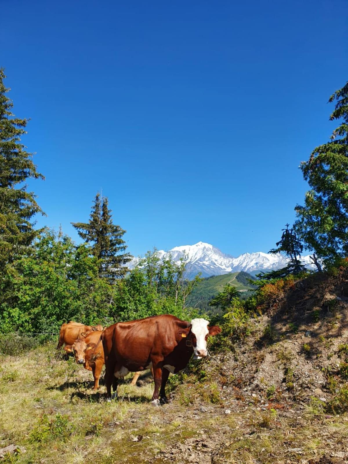 Appartement La Duchere Le Plan-La Giettaz Massif Des Aravis Eksteriør billede